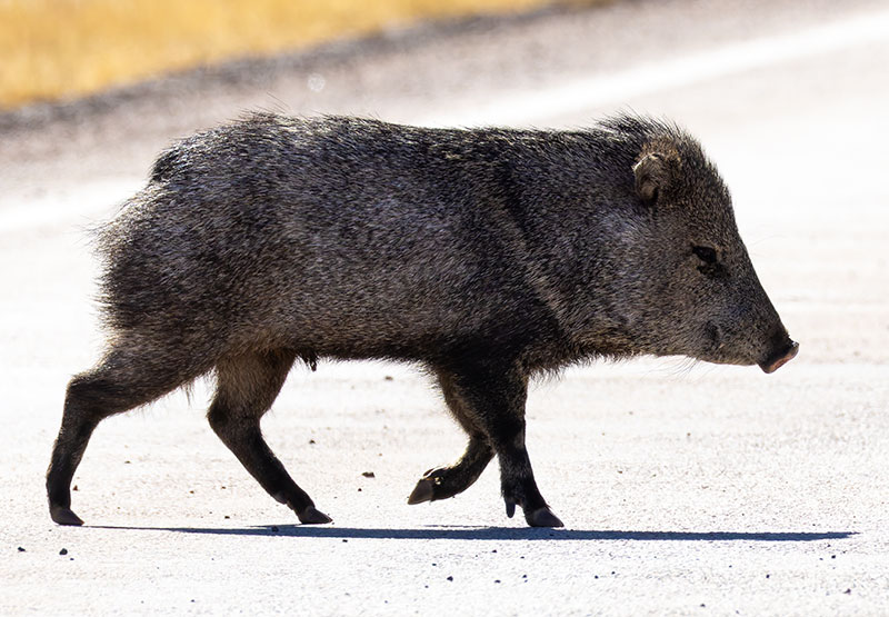 Javelina Pecari tajacu (Collared Peccary)running