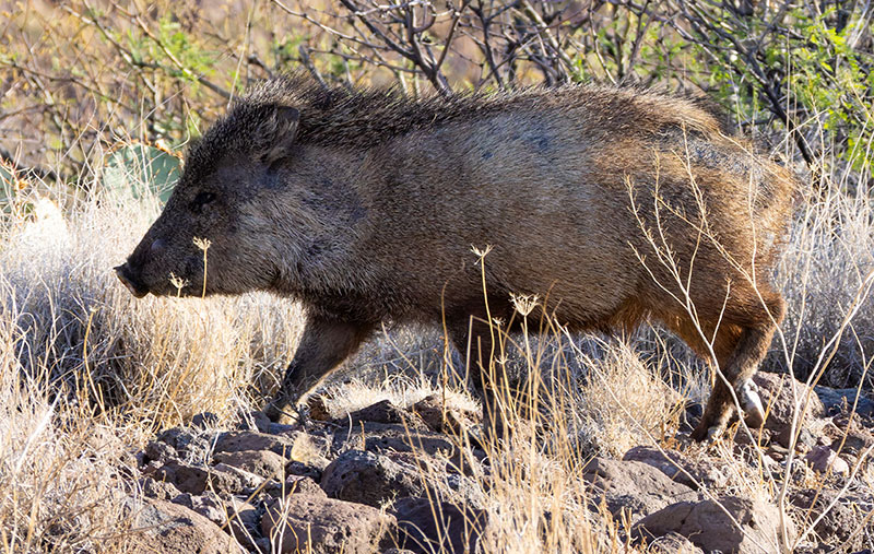 Javelina Pecari tajacu (Collared Peccary)running