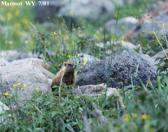 Yellow-bellied Marmot Marmota flaviventer