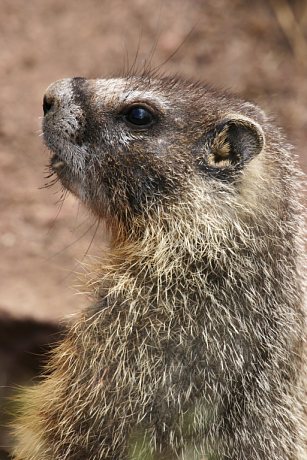 Yellow-bellied Marmot Marmota flaviventer