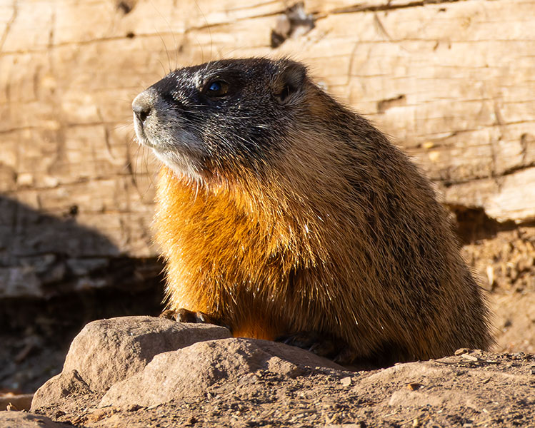 Yellow-bellied Marmot Marmota flaviventer