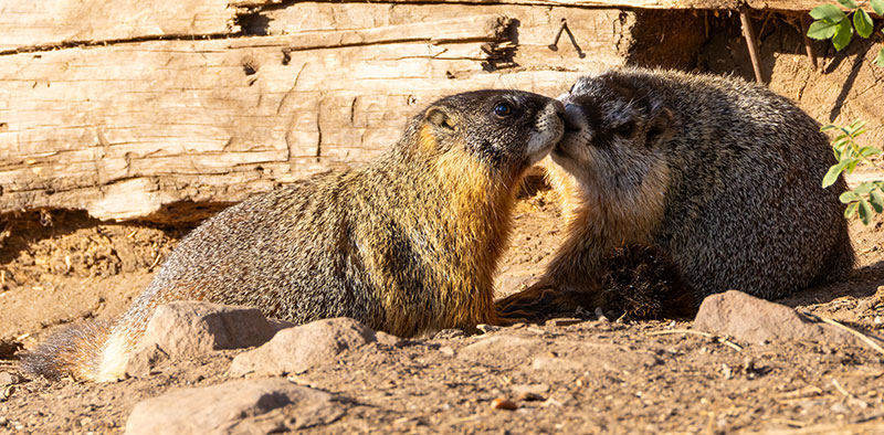 Yellow-bellied Marmot Marmota flaviventer