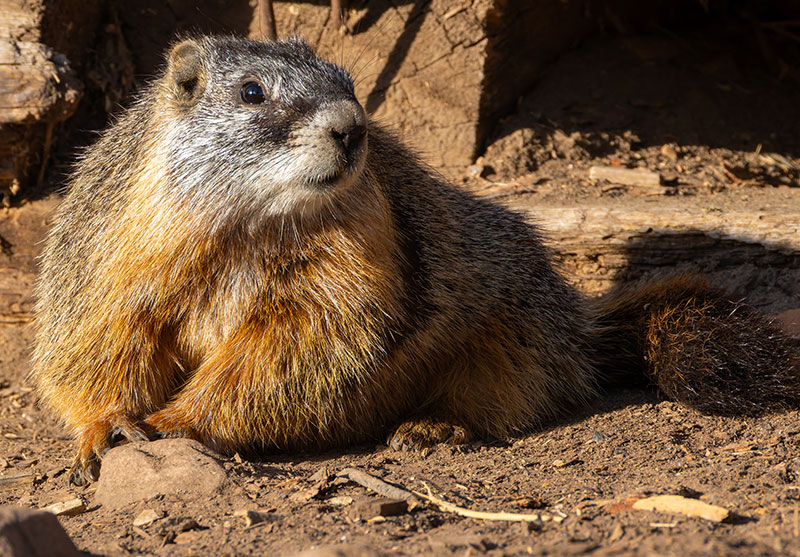 Yellow-bellied Marmot Marmota flaviventer
