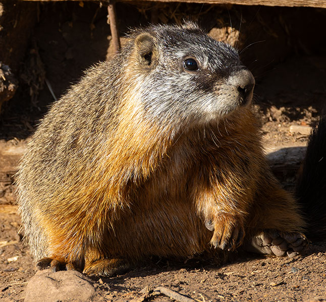 Yellow-bellied Marmot Marmota flaviventer