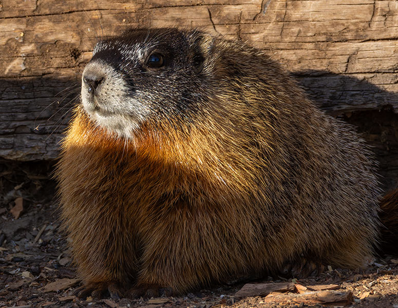 Yellow-bellied Marmot Marmota flaviventer
