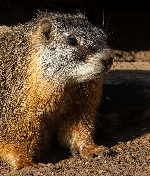 Yellow-bellied Marmot Marmota flaviventer