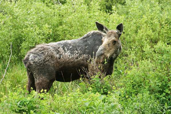 Moose Alces Alces  cow