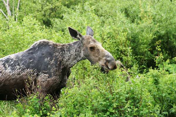 Moose Alces Alces  cow 