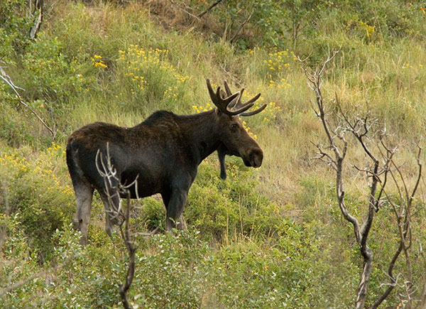 Moose Alces Alces  bull