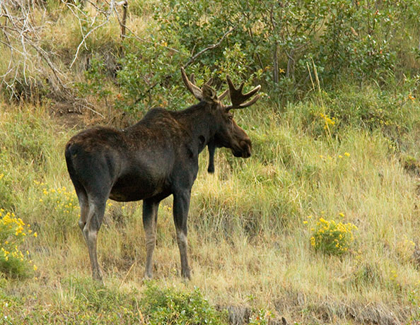 Moose Alces Alces  bull