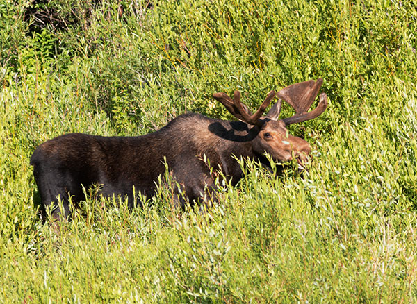 Moose Alces Alces  bull