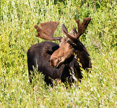 Moose Alces Alces  bull
