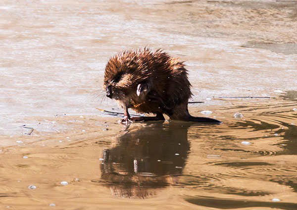Muskrat Ondatra zibethicus 