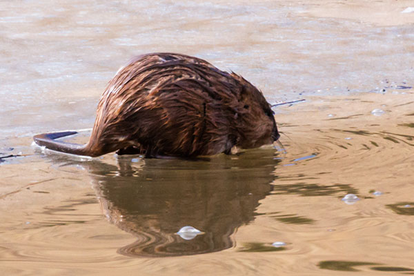 Muskrat Ondatra zibethicus 