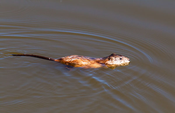 Muskrat Ondatra zibethicus 