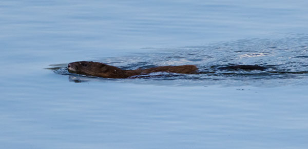 Muskrat Ondatra zibethicus 