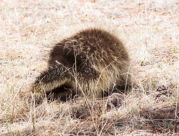 North American Porcupine Erethizon dorsatum