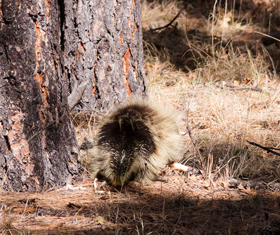 North American Porcupine Erethizon dorsatum
