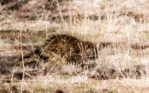 North American Porcupine Erethizon dorsatum