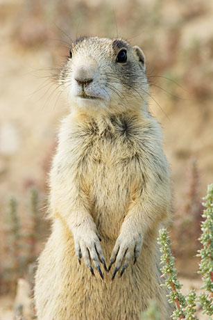 White-tailed Prairie Dog Cynomys leucurus