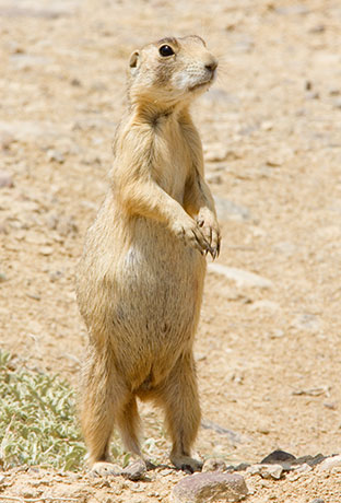White-tailed Prairie Dog Cynomys leucurus