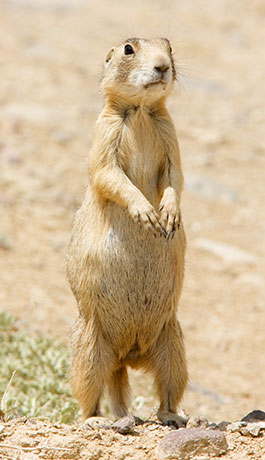 White-tailed Prairie Dog Cynomys leucurus