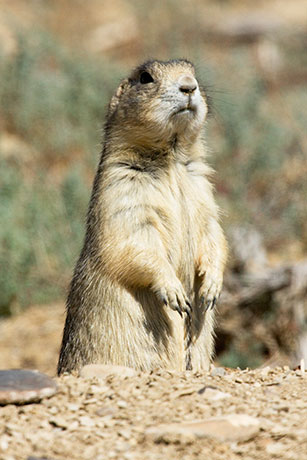 White-tailed Prairie Dog Cynomys leucurus