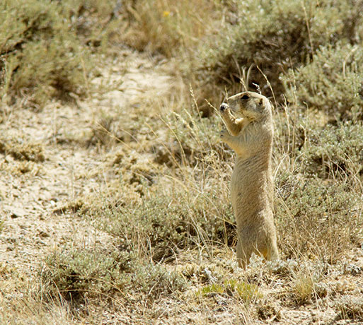 White-tailed Prairie Dog Cynomys leucurus