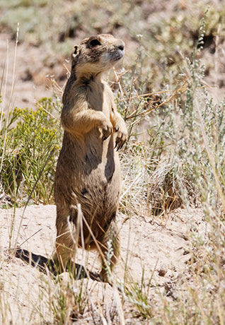 White-tailed Prairie Dog Cynomys leucurus