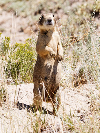 White-tailed Prairie Dog Cynomys leucurus