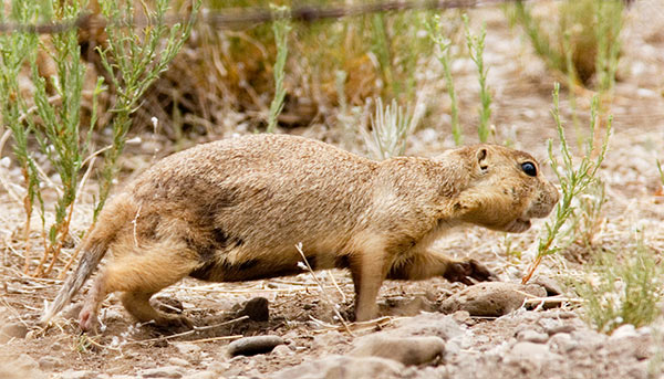 Gunnison's Prairie Dog Cynomys gunnisoni