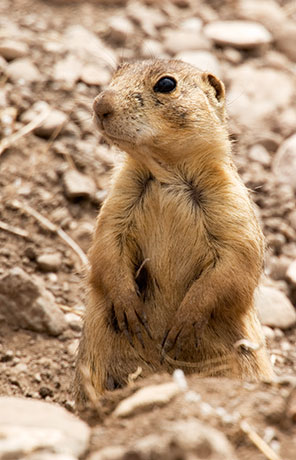Gunnison's Prairie Dog Cynomys gunnisoni