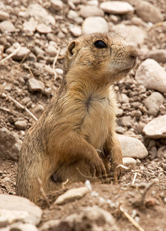 Gunnison's Prairie Dog Cynomys gunnisoni