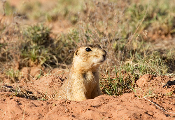 Gunnison's Prairie Dog Cynomys gunnisoni