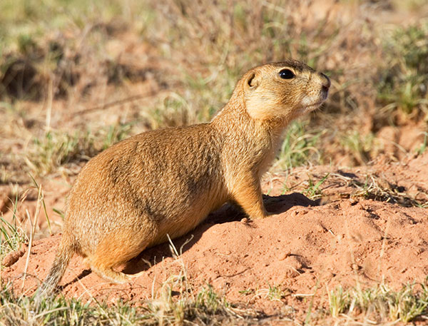 Gunnison's Prairie Dog Cynomys gunnisoni