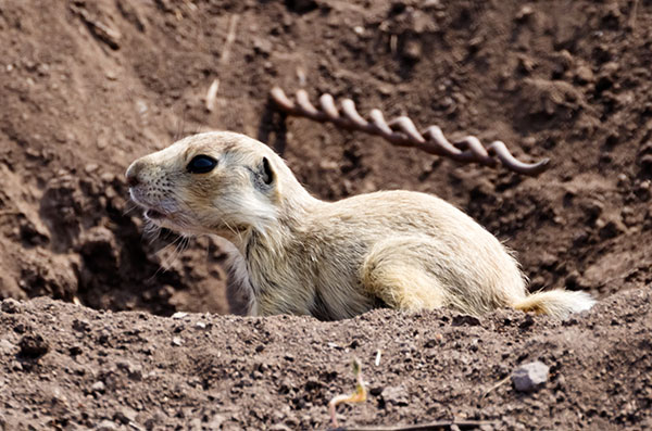 Gunnison's Prairie Dog Cynomys gunnisoni