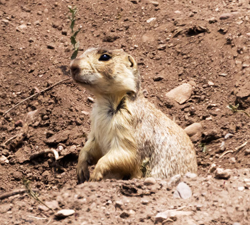Gunnison's Prairie Dog Cynomys gunnisoni