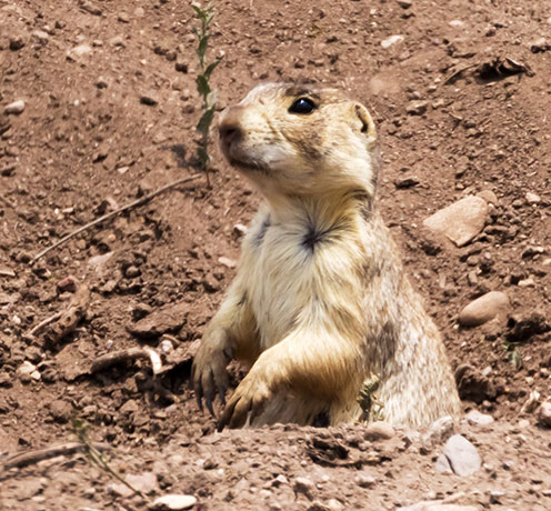 Gunnison's Prairie Dog Cynomys gunnisoni