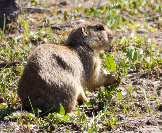 Gunnison's Prairie Dog Cynomys gunnisoni