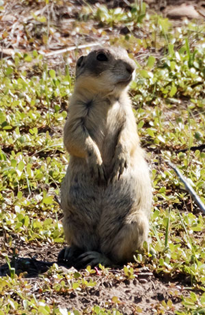 Gunnison's Prairie Dog Cynomys gunnisoni