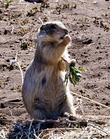 Gunnison's Prairie Dog Cynomys gunnisoni