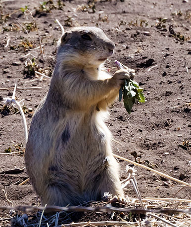 Gunnison's Prairie Dog Cynomys gunnisoni