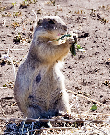 Gunnison's Prairie Dog Cynomys gunnisoni