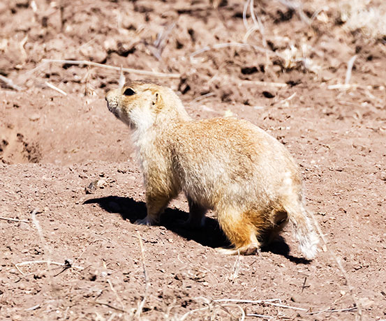 Gunnison's Prairie Dog Cynomys gunnisoni