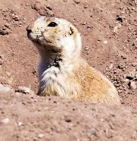 Gunnison's Prairie Dog Cynomys gunnisoni