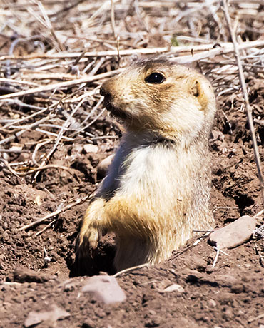 Gunnison's Prairie Dog Cynomys gunnisoni