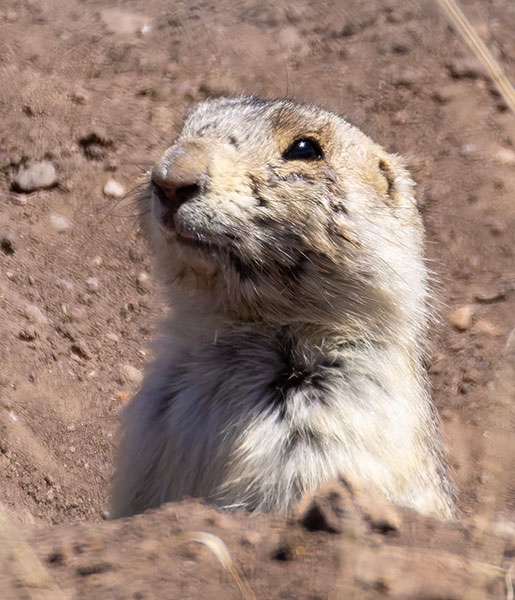 Gunnison's Prairie Dog Cynomys gunnisoni