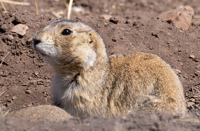 Gunnison's Prairie Dog Cynomys gunnisoni