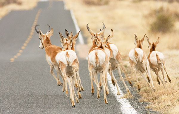 Pronghorn Antilocapra americana Pronghorn Antelope herd running