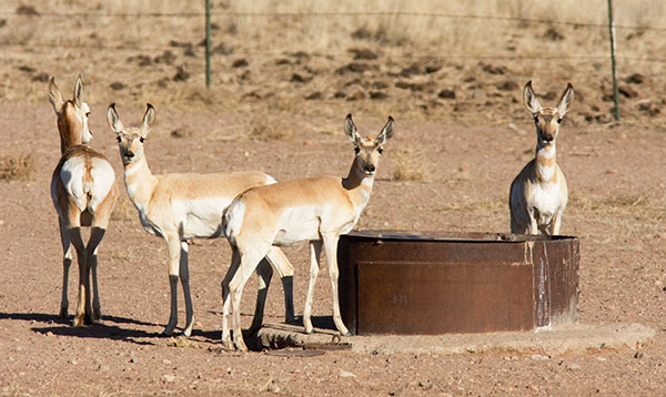 Pronghorn Antilocapra americana Pronghorn Antelope 